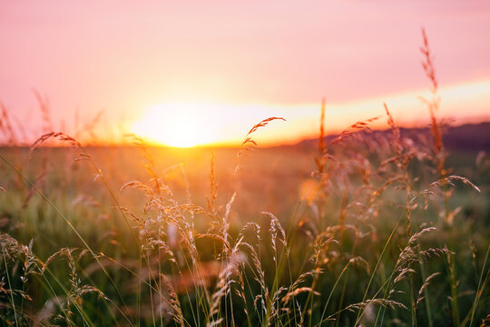 Golden grass on a blurred background against the sun illuminating the tranquil meadow with warm evening light.