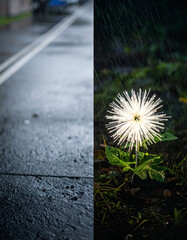 A rainy street scene juxtaposed with a glowing flower in the dark.