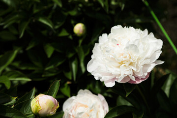 White peony in full bloom