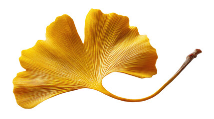 Naklejka premium Golden Ginkgo Leaf: A solitary golden ginkgo leaf, intricately veined and exuding autumnal charm, lies in serene isolation, showcasing nature's artistry and the serene beauty of a single element.