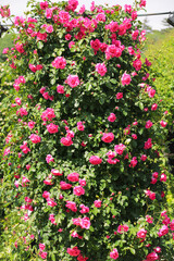 Fototapeta premium Pink roses blooming in a rose garden