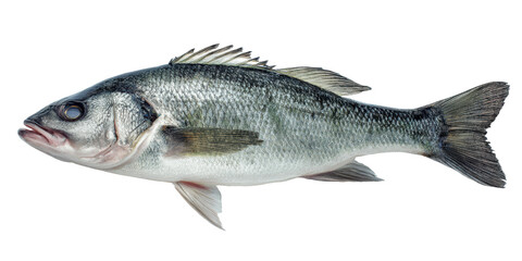 Fototapeta premium Silver Scales of the Sea: a close-up, expertly shot image capturing the sleek profile of a shimmering sea bass, its scales glistening with the subtle interplay of light and shadow.