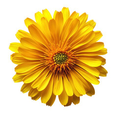 Obraz premium dandelion on transparent background 