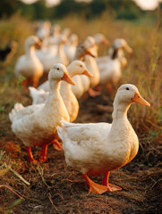 Obraz premium Ducks waddling through field, creating serene and picturesque scene in nature