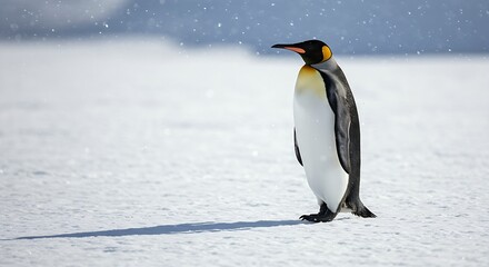 Fototapeta premium A single emperor penguin, aptenodytes forsteri, standing tall on a vast snow and ice expanse, looking into the distance