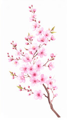 Fototapeta premium Watercolor illustration of a flowering cherry blossom branch with delicate pink petals and brown branches against a white background.