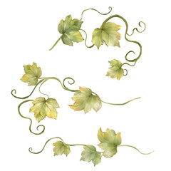 Hand-drawn Autumn Leaves and Vines Illustration