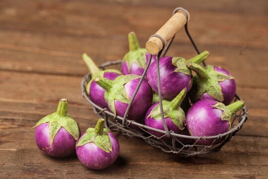 Terong Gelatik atau terong lalap atau terong Thailand. Wren eggplant has the physical characteristics of being small and round like a ping pong ball.