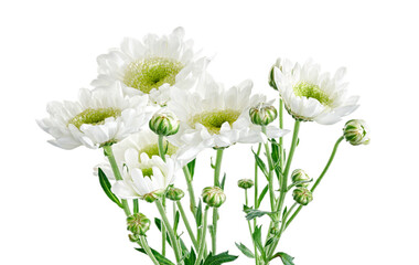 Florist's daisy, White Garden mum, isolated on white background, with clipping path   