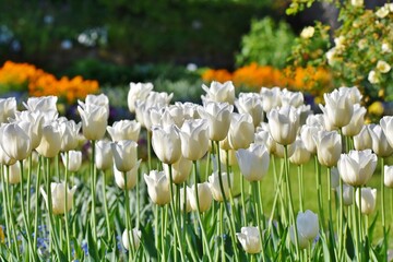 white and red tulips