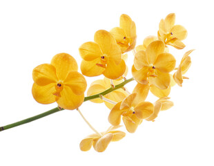 Vanda Orchids, Yellow Orchids isolated on white background, with clipping path   
