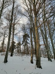 Winter landscape in Norway with tall trees