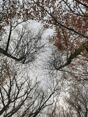 Bare trees against a cloudy autumn sky.