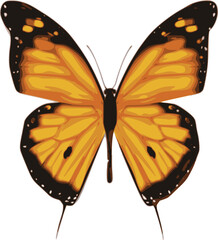 Butterfly vector illustration