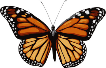 Butterfly vector illustration