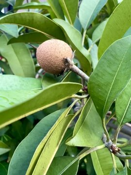 Garden owner who grows sapodilla fruit and lush green leaves, tropical plants in Indonesia as a hobby. Known for its soft fruit texture with a sweet taste.