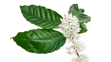 Fragrant coffee flowers with leaves,  isolated on white background with clipping path 