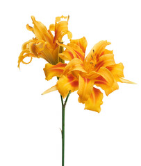 Orange daylily, Orange flower isolated on white background with clipping path