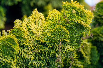 Fresh spring growth on a decorative conifer tree shows vibrant chartreuse needle clusters. Detailed...