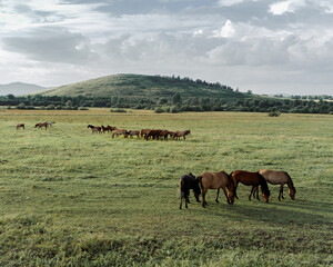 A group of horses grazes peacefully in a vibrant green meadow, enjoying the warm late afternoon sun. In the background, more horses can be seen leisurely wandering around.