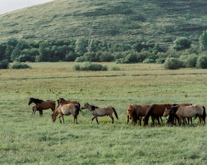 A group of horses grazes peacefully in a vibrant green meadow, enjoying the warm late afternoon sun. In the background, more horses can be seen leisurely wandering around.