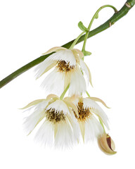 Elaeocarpus grandiflorus flowers, White Fairy Petticoat flower isolated on white background with clipping path   