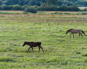A foal grazes in a bright green meadow, enjoying the warm late afternoon sun. Another horse can be seen in the background, leisurely strolling around