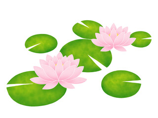 水面に咲く睡蓮の花