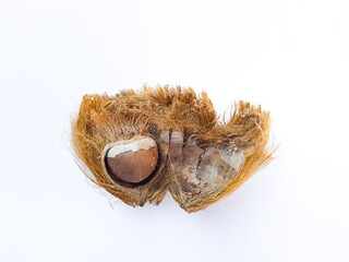 Dried Areca Nut with Husk Removed Isolated on White Background