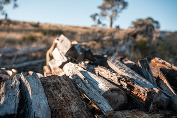 female famer Loading Firewood on a ute Preparing for Winter with Sustainable Home Heating. Hardworking Hands Gathering Wood for a Warm stacking wood pile