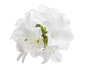 Azaleas flowers with leaves, White flowers isolated on white background with clipping path 