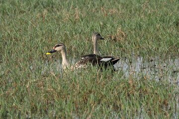 Ducke on grass