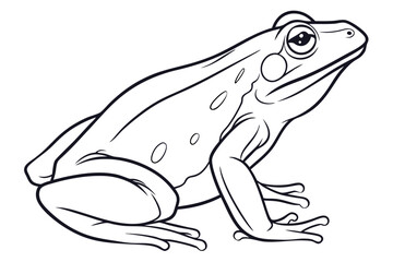 Clean Frog Line Art for Coloring or Design