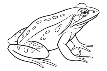 Elegant Frog Outline Drawing
