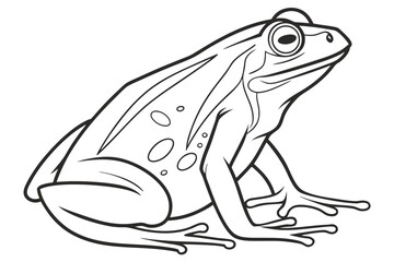 Clean Frog Line Art for Coloring or Design