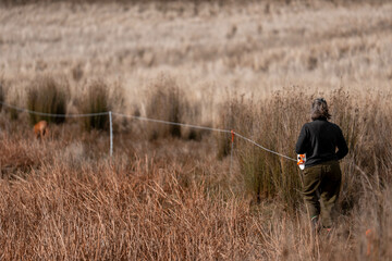 female farmer reeling a electric fence a farm putting up a steel post fence with high tensile wire...