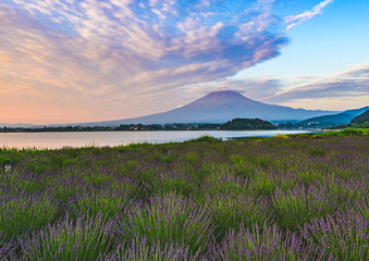 河口湖から富士山とラベンダー