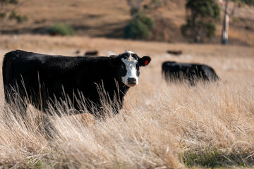 Herd of fat Cows in long grass in a field with pasture in summer