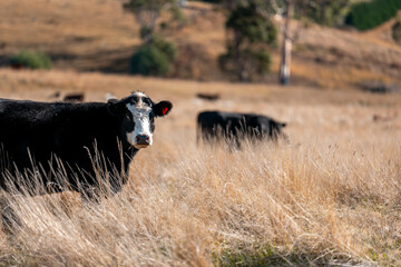 Herd of fat Cows in long grass in a field with pasture in summer
