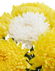 White Chrysanthemum flower, Large Chrysanthemum flower isolated on white background, with clipping path 