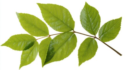 Fototapeta premium Close-up view of vibrant green leaves on a branch.