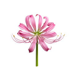 Delicate pink lycoris radiata flower with long stamens and petals isolated on transparent background
