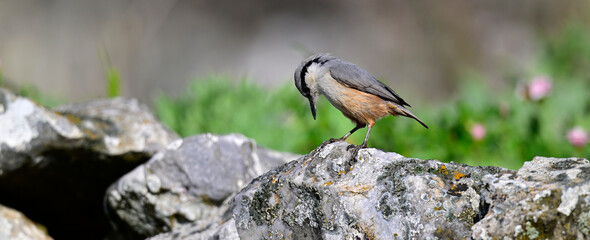 Felsenkleiber // Western rock nuthatch (Sitta neumayer) - Mani, Peloponnes, Griechenland