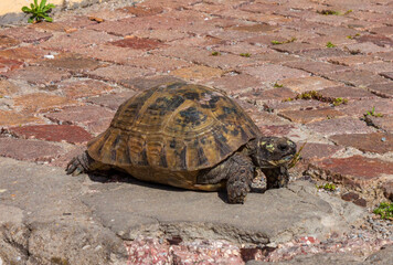 Wild Moroccan Tortoise Splattered with Paint Inches across a Brick Sidewalk in Tangier