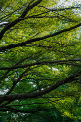a green scene of many branches of tree surround with green leaves