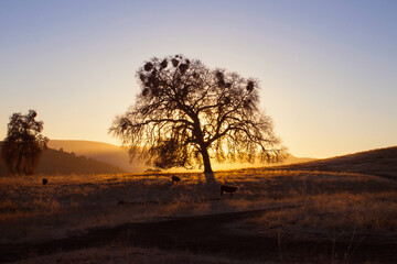 Oak Tree Backlit by Sunset in Paso Robles California