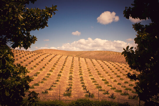 Rolling Vineyard Hills of Paso Robles California framed by Leafy Trees