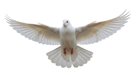 Obraz premium White Dove In Flight Wings Spread