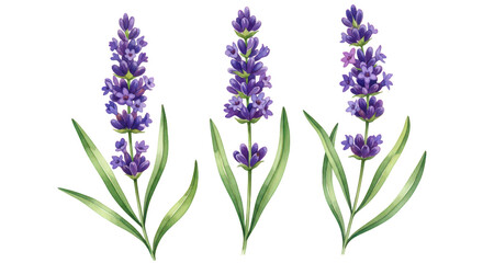 Obraz premium Watercolor Lavender Flowers Set