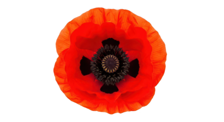 Vivid Red Poppy Flower On Black